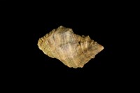 藏品(蚵岩螺)的圖片